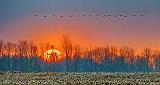 Geese Flying Over Sunrise_P1030524-6